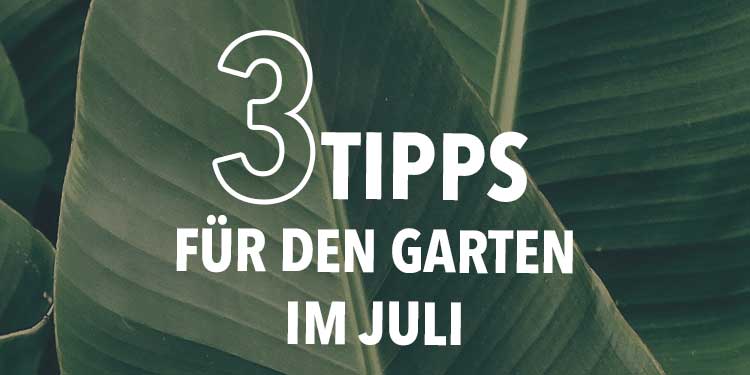 3 Tipps für den Garten im Juli