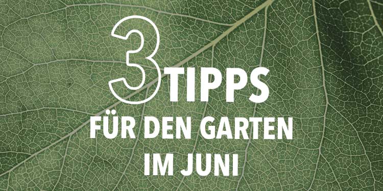 3 Tipps für den Garten im Juni