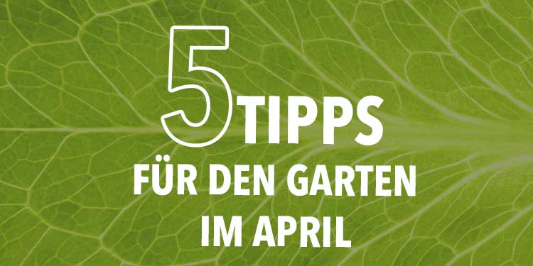 5 Tipps für den Garten im April