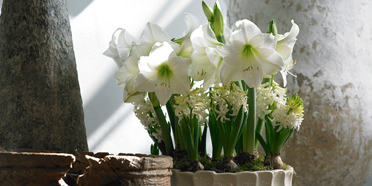 Die Amaryllis - Winterschönheit aus der Blumenzwiebel