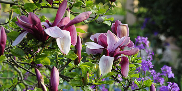 Magnolien – Blütenpracht für Frühlingsgärten
