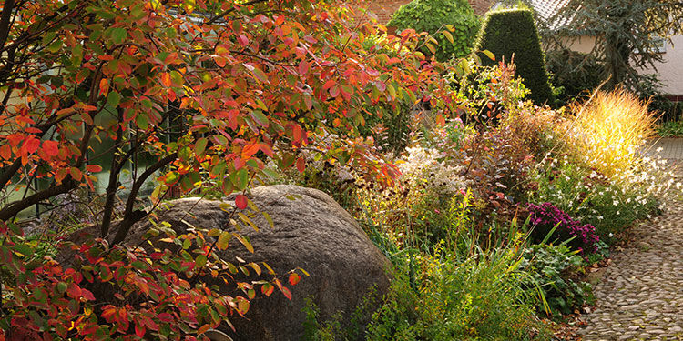 Starke Farben – diese Bäume lassen den Herbst leuchten