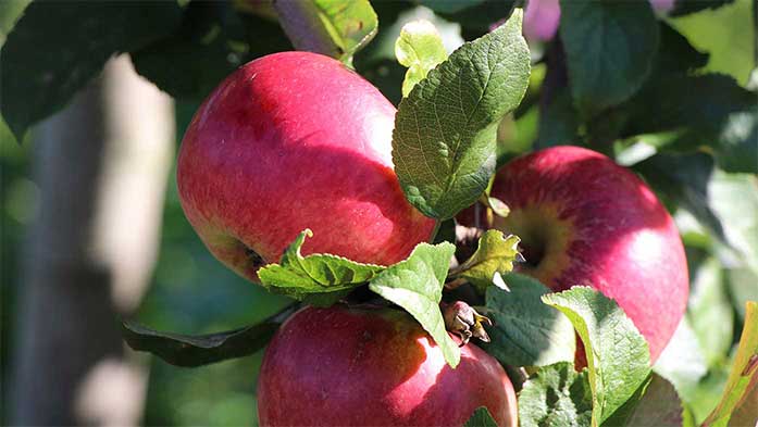 Tipps zur Auswahl alter Apfelsorten 