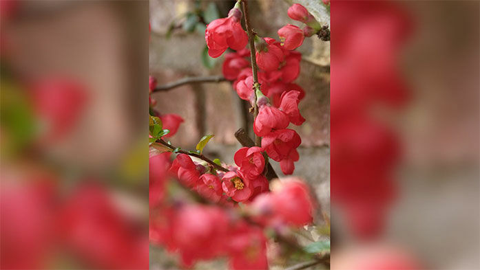 Inspiriert vom Barbaratag – Frühlingsblüten im Winter