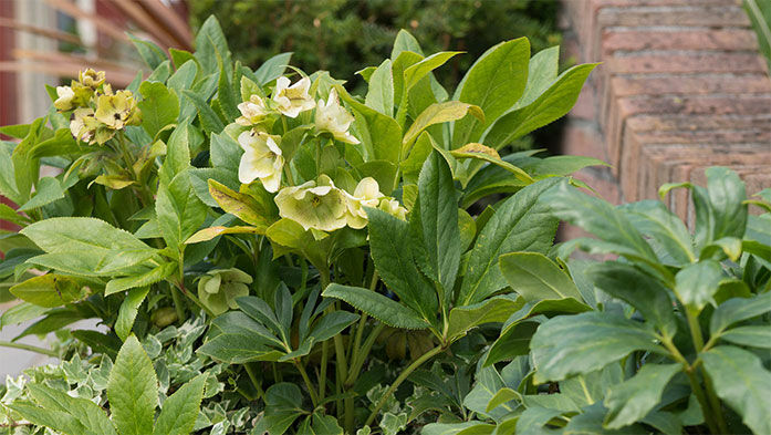 Tipps für den Garten im Januar