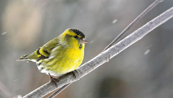 Vögel richtig füttern – Tipps zur Winterfütterung