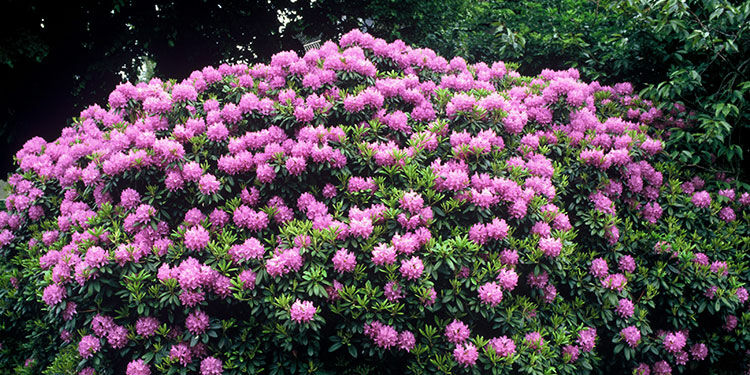 Rhododendron – Blütenpracht im Mai