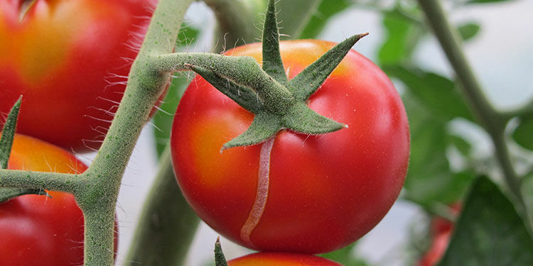 Schnittlauch säen und Tomaten gesund erhalten – so klappt‘s