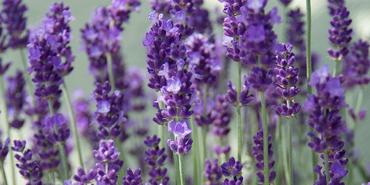 Lavendel - für Urlaubsgefühle im Garten