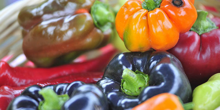 Paprika aussäen – Sortengruppen machen Auswahl leichter