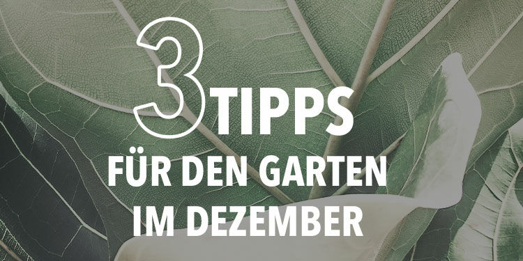 3 Tipps für den Garten im Dezember