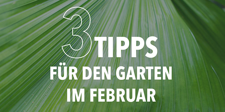 3 Tipps für den Garten im Februar