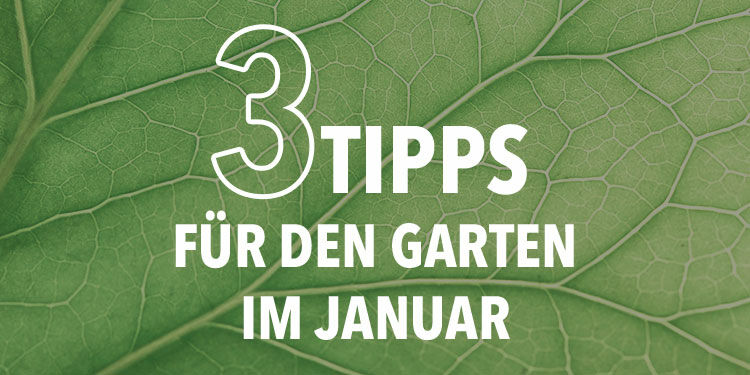 Hier sind 3 Tipps für den Garten im Januar!