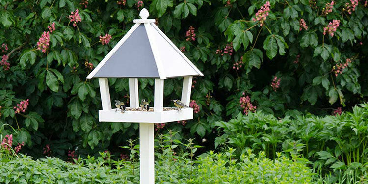 Vogelfütterung im Sommer