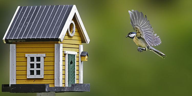 Vogelhaus richtig anbringen - Anbringung an Gartenhaus & Überdachung