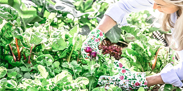Frühstart ins Gartenjahr: So gelingt das Anziehen von Gemüse  