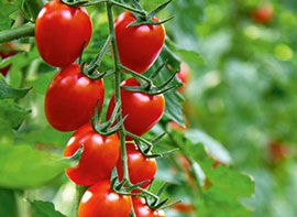 Tipps für eine gute Tomatenernte