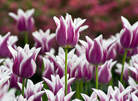 Noch ist Pflanzzeit für Blumenzwiebeln - Tulpenvielfalt mit System