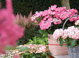 Hortensienvielfalt für romantische Gartenimpressionen   
