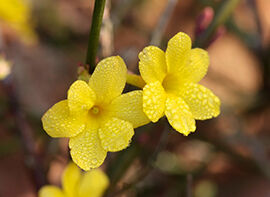 Strahlend gelbe Blüten im Januar: der Winter-Jasmin 