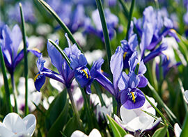 Blaue Juwelen für Haus und Garten: Zwerg-Iris 