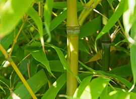 Pflanzen und pflegen - jetzt ist Zeit für Bambus