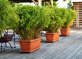 Bambus: exotischer Gartendschungel, Kübelpflanze oder stilvolle Umrandung