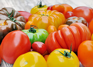 Tomatenvielfalt (Fortsetzung)