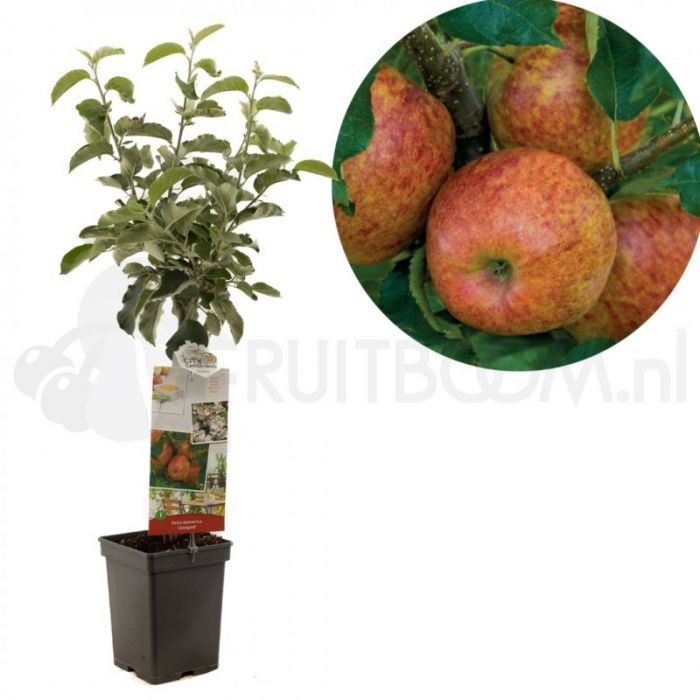 Kaufen Sie Malus domestica 'Jonagold' | Apfelbaum | Ø 18 cm bei Garten
