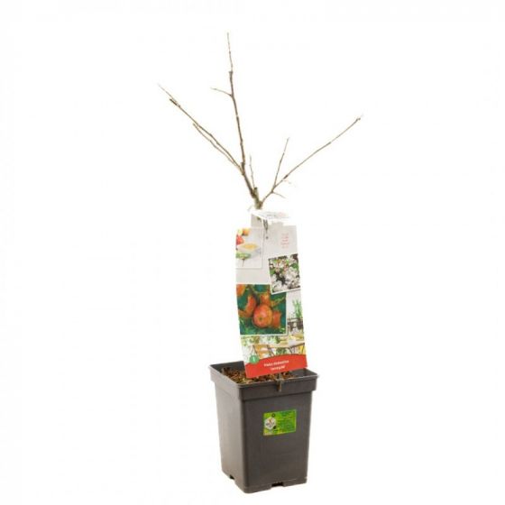Kaufen Sie Malus domestica 'Jonagold' | Apfelbaum | Ø 18 cm bei Garten