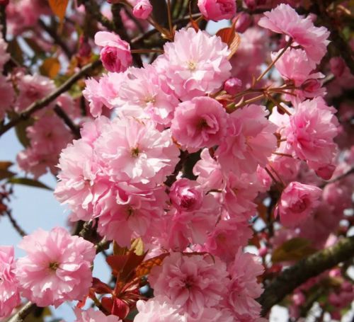 Sakura (zierirsche) Prunus Kanzan