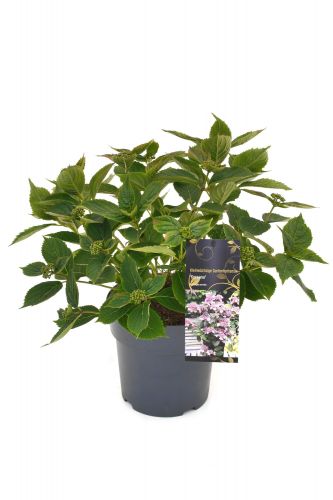 Hydrangea serrata | Kleinwüchsige Tellerhortensie 'Koreana'
