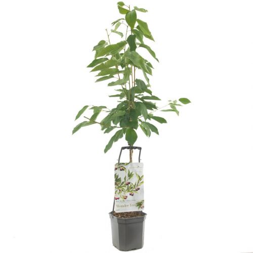 Prunus avium 'Regina' | WUNDERBAUM | Ø 24 cm