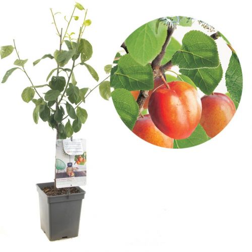 Prunus domestica 'Victoria' | Pflaumenbaum | Ø 18 cm