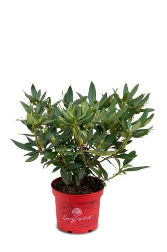 Rhododendron yakushimanum | Großblumige Alpenrose 'Bohlken's Lupinenberg Laguna'®