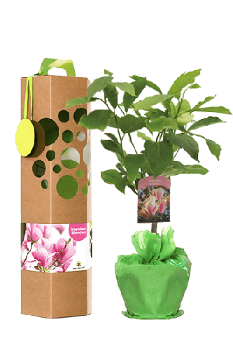 Geschenkbaum | Magnolien | Mit persönlichem Text | Für 10 Anlässe