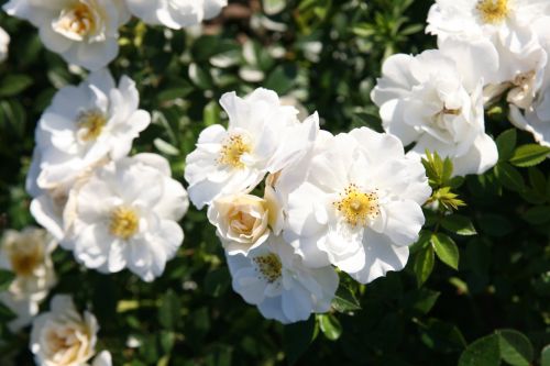 Rosa 'Bienenweide®Weiß' | Beetrose 'Bienenweide®Weiß'