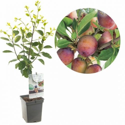 Prunus domestica 'Opal' | Pflaumenbaum | Ø 18 cm