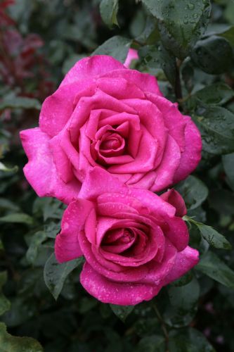 Rosa 'Parole'® | Edelrose 'Parole'®