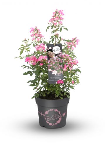Rosa 'Ohara'® (Rosy Boom®) pink | Rose Rosy Boom® 'Ohara'® (pink)
