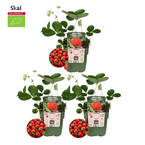 3x BIO Erdbeerpflanzen set