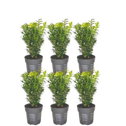 Plants by Frank - 1 meter Buxus Sempervirens haag - Buxus Sempervirens - Set van 6 winterharde haagplanten - Bladhoudende haag - Vers van de kwekerij geleverd