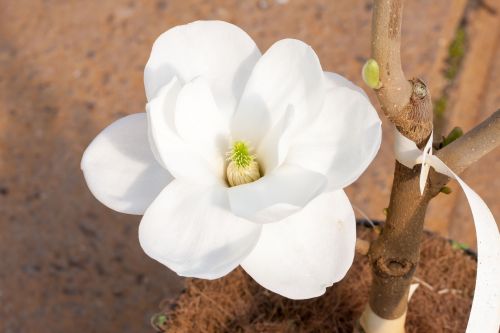 Magnolia denudata | Magnolie 'Jade Lamp'