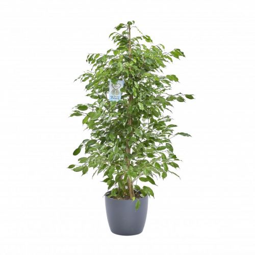 Birkenfeige - Ficus Benjamina 30cm