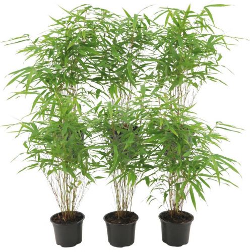 Plants by Frank - 6er-Set Bambuspflanzen - 6 x Fargesia Rufa Ø13 cm - ↕25 cm - Winterharte Bambuspflanzen - keine Wurzelausläufer