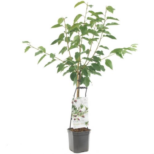 Prunus avium 'Lapins' | WUNDERBAUM | Ø 24 cm