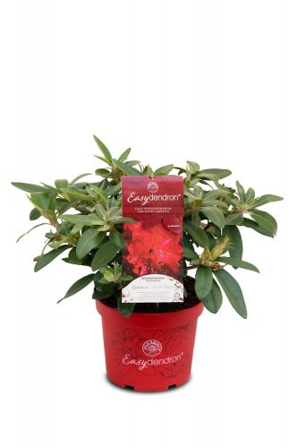 Rhododendron yakushimanum | Großblumige Alpenrose 'Bohlken's Roter Stern'®