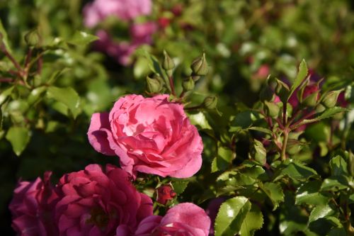 Rosa 'Heidetraum'® | Bodendeckerrose 'Heidetraum'®