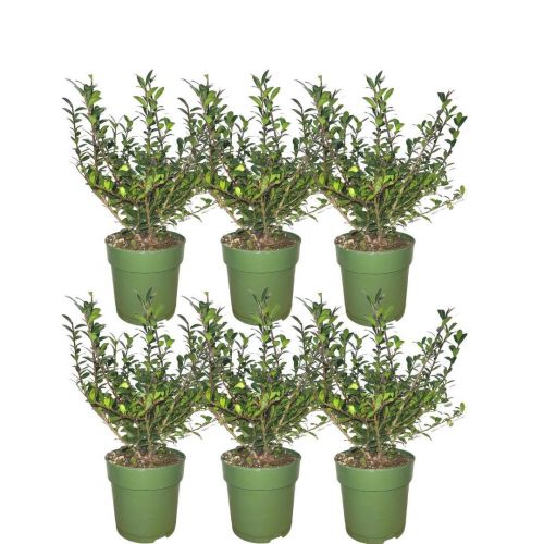 Plants by Frank - 1 Meter Stechpalmen Hecke - Ilex crenata 'Jenny'® - Pflanzenset mit 6 winterharten Heckenpflanzen - Immergrüne Hecke - Direkt von der Gärtnerei geliefert