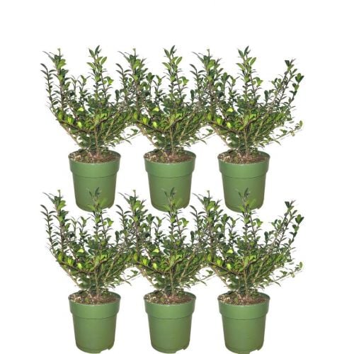 Plants by Frank - 1 Meter Stechpalmen Hecke - Ilex crenata 'Jenny'® - Pflanzenset mit 6 winterharten Heckenpflanzen - ImmergrÃ¼ne Hecke - Direkt von der Gärtnerei geliefert